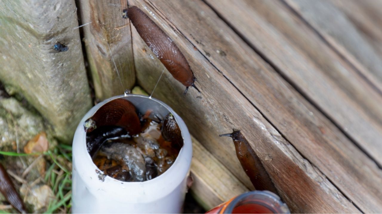 A Homemade slug beer trap