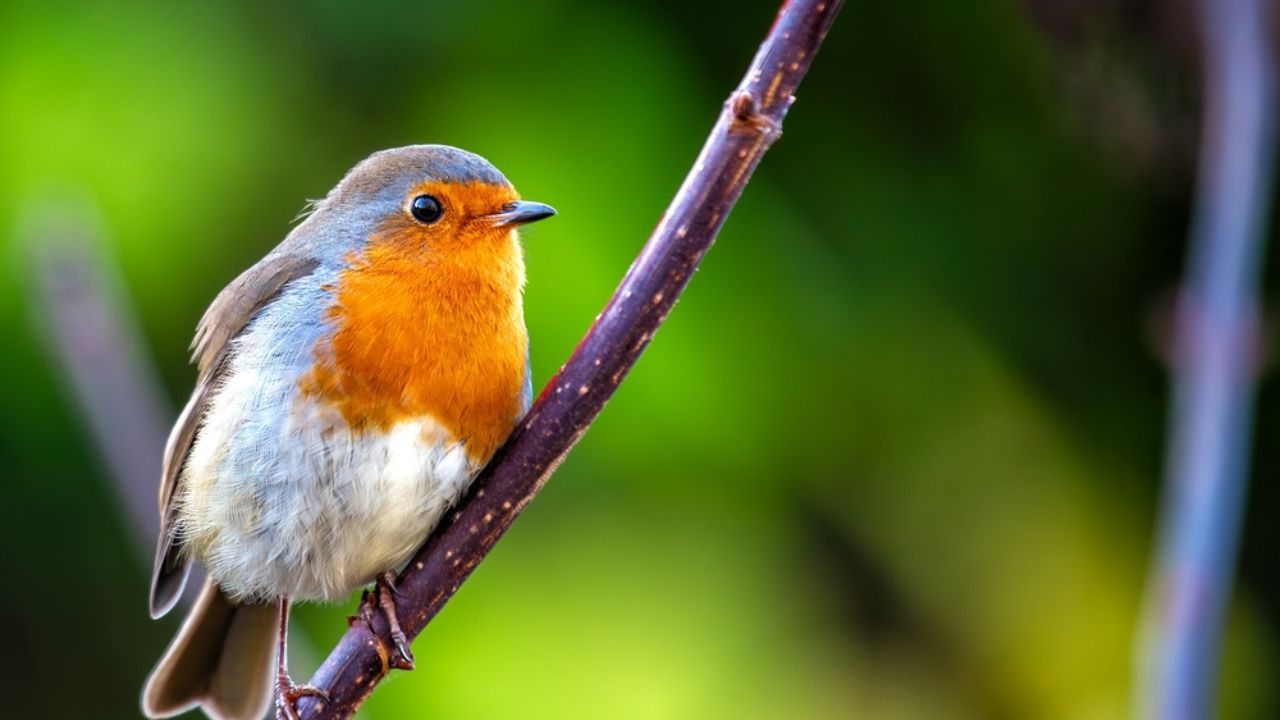 A charming Robin Red Breast (Erithacus rubecula) spotted amidst vibrant flora at National Botanic Gardens, Dublin, Ireland.