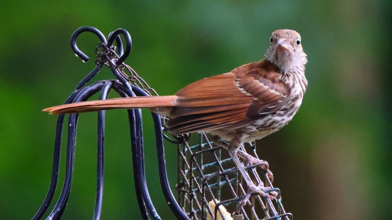 A closeup of a Brown Thrasher bird standing on a metal