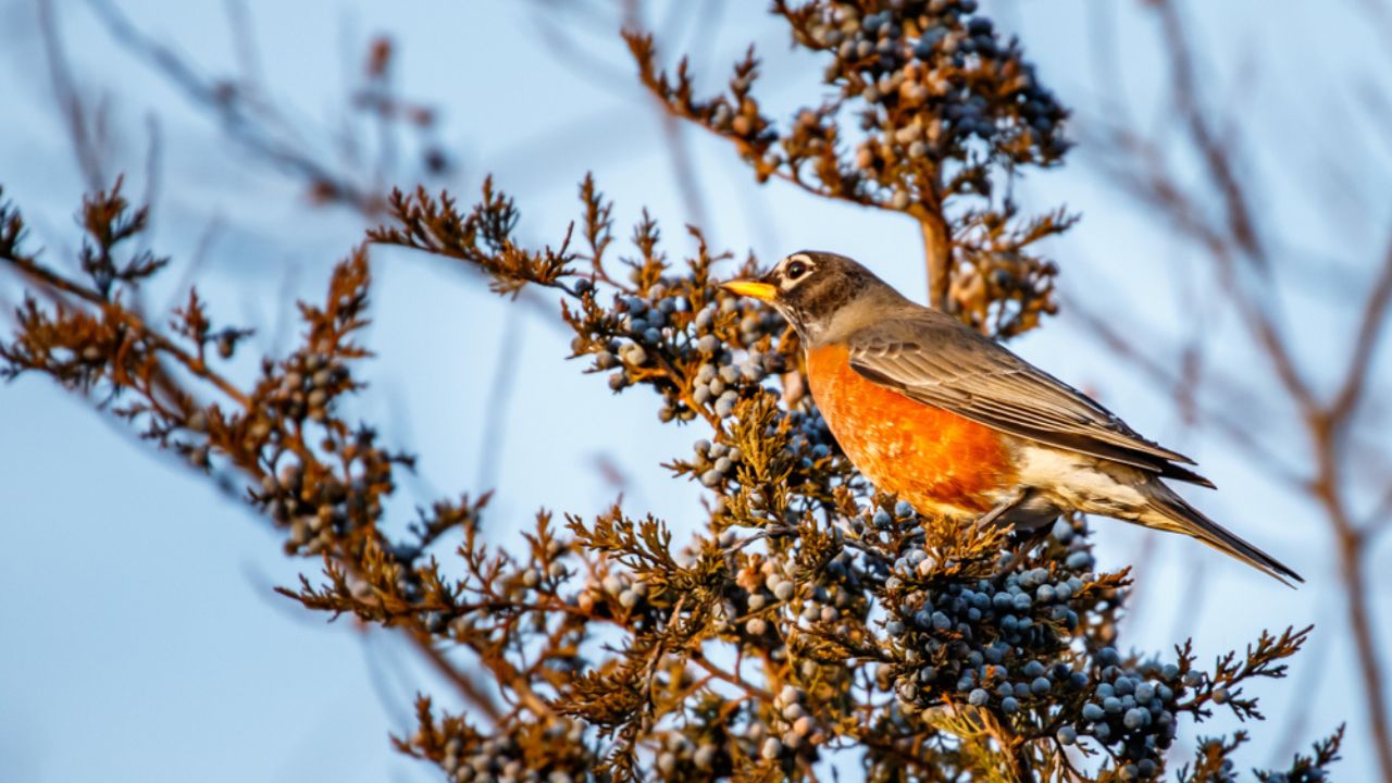 A colorful American Robin (Turdus migratorius) perched in a scrub cedar tree in the winter