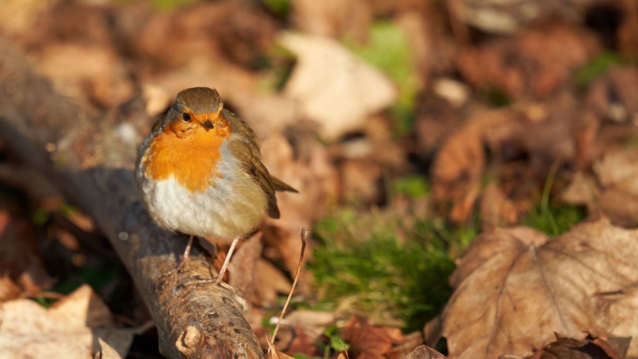 A macro shot of a European robin perched on a branch on the ground of autumn leaves