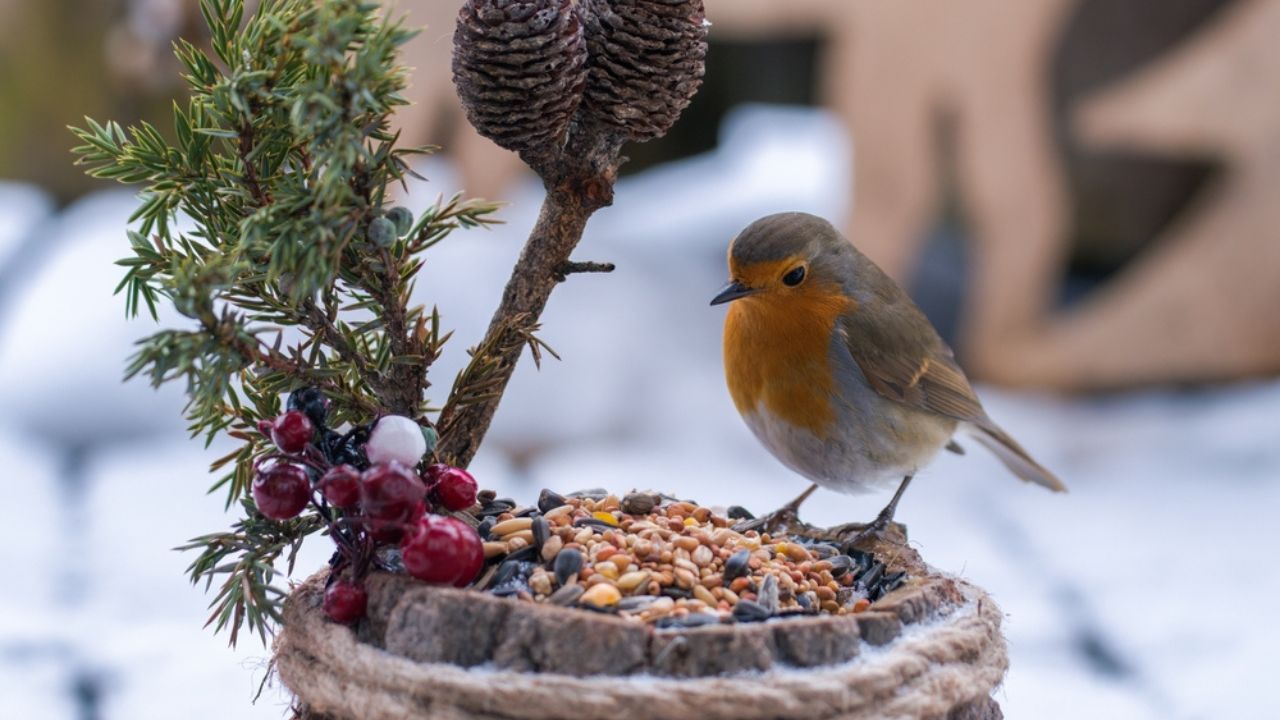 A robin, erthacus rubecula, on the balcony at a winter day on a decorative wood pot with bird food