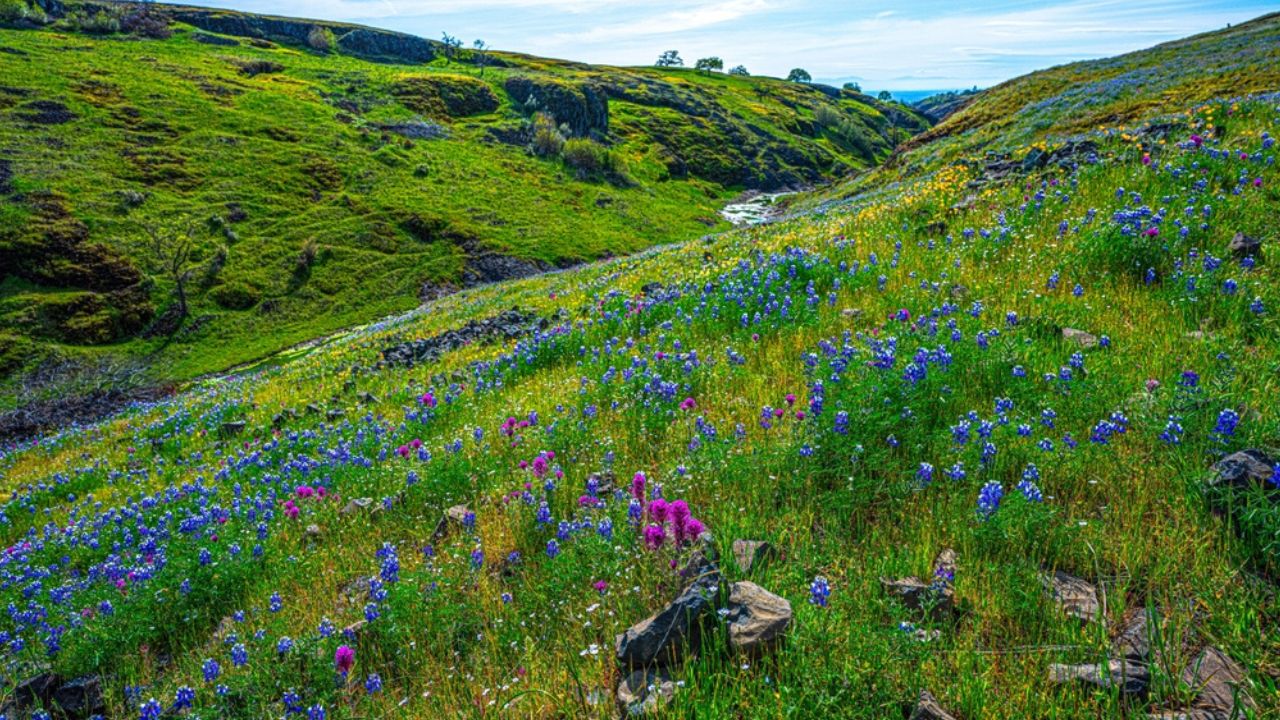 A vibrant spring landscape of a valley at North Table Mountain Ecological Reserve, California, blanketed with blue, purple, and yellow wildflowers