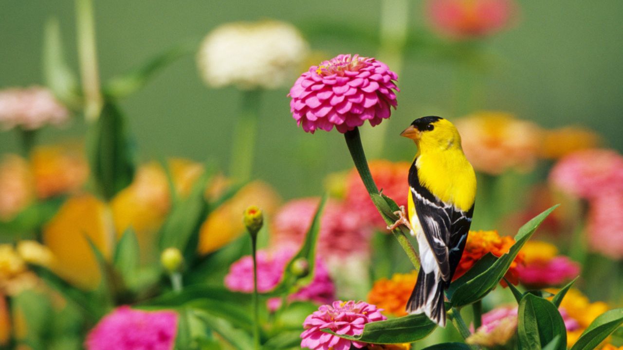 American Goldfinch (Carduelis tristis) male on zinnia (Zinnia) Marion County, Illinois