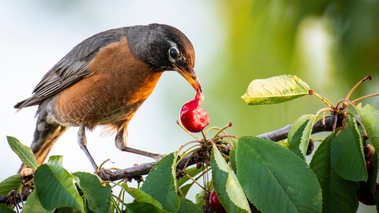 American robin feeding in a cherry tree.