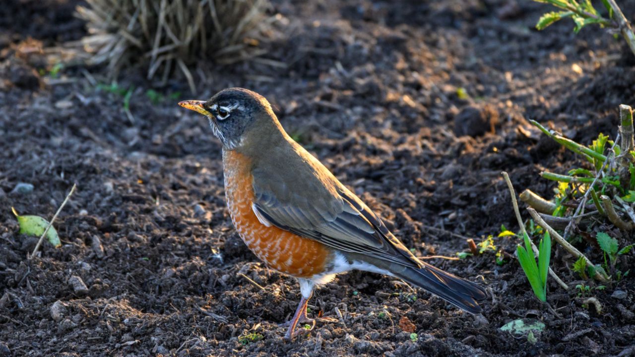 American robin hunting for worms in a freshly mulched garden, backlit by the sun