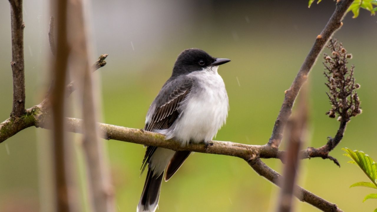 An Eastern Kingbird perched on a tree branch.
