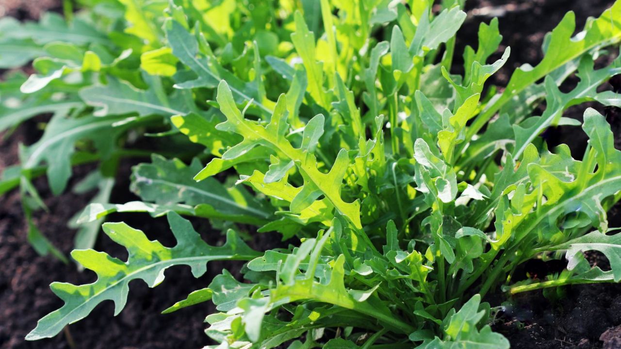 Arugula growing in the garden.