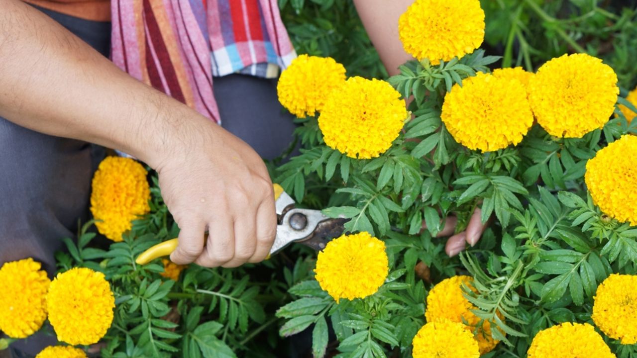 Asian middle aged man is relaxing with his free time by looking after flowers, caring of his growing plants near the vegetable beds in the backyard of his house.