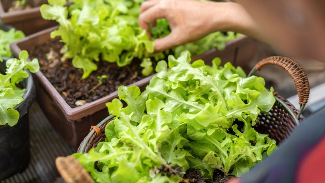 Asian woman gardener picking organic salad plant in plastic plant pot and holding Vegetable basket for breakfast , gardening at home, Selective focus, Farming and growing your own food concept.