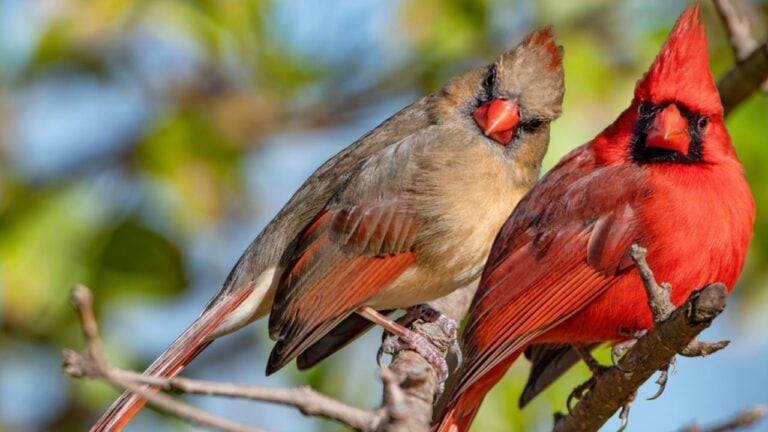Beautiful Northern Cardinal Pair in Chinese Fringe Tree in Louisiana Winter