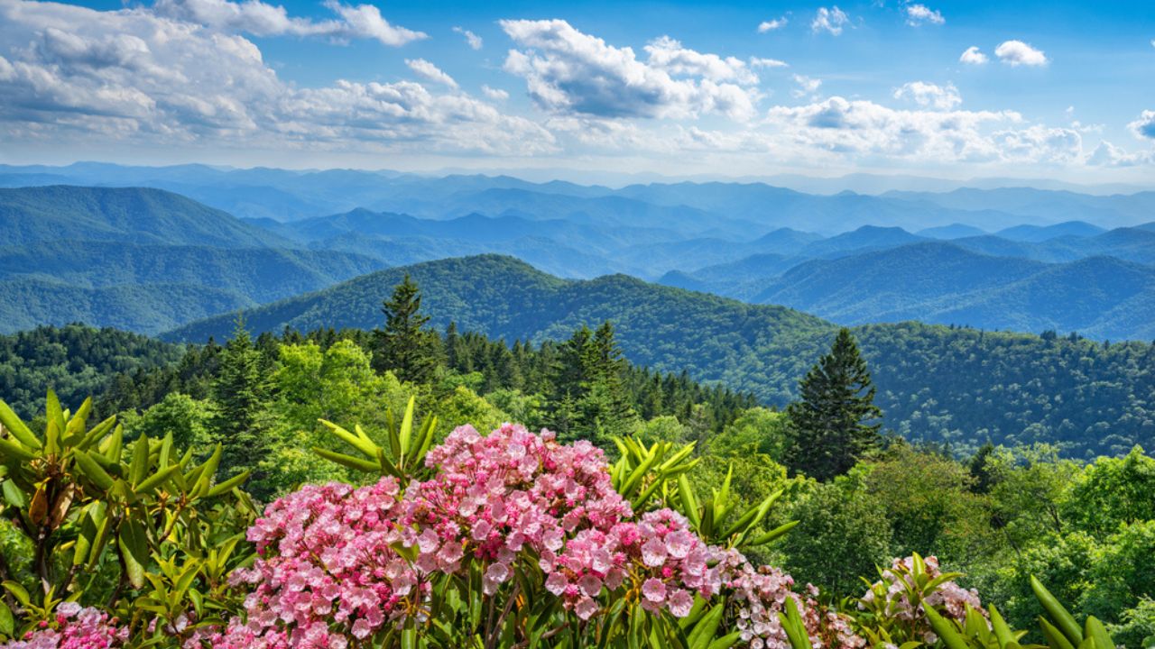 Beautiful flowers blooming in the mountains. A panoramic view of the Smoky Mountains from the Blue Ridge Parkway. Near Asheville ,Blue Ridge Mountains, North Carolina,