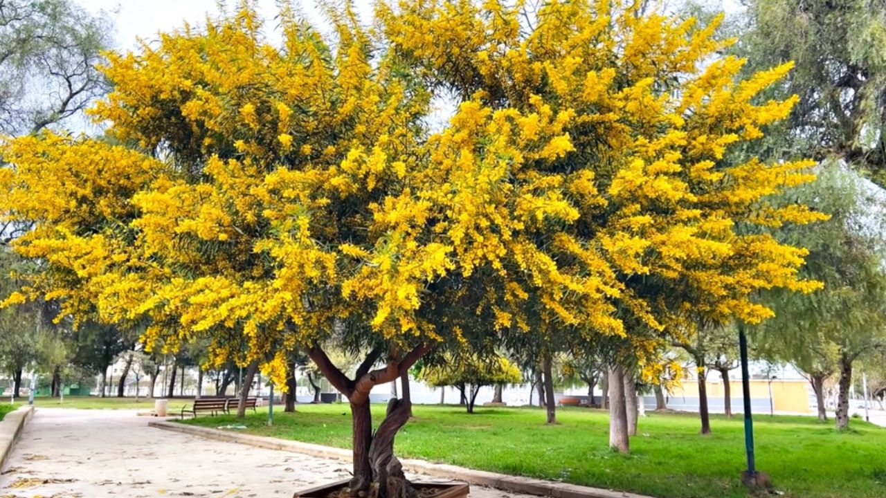 Big vibrant mimosa tree in full bloom with yellow blossoms in urban park setting