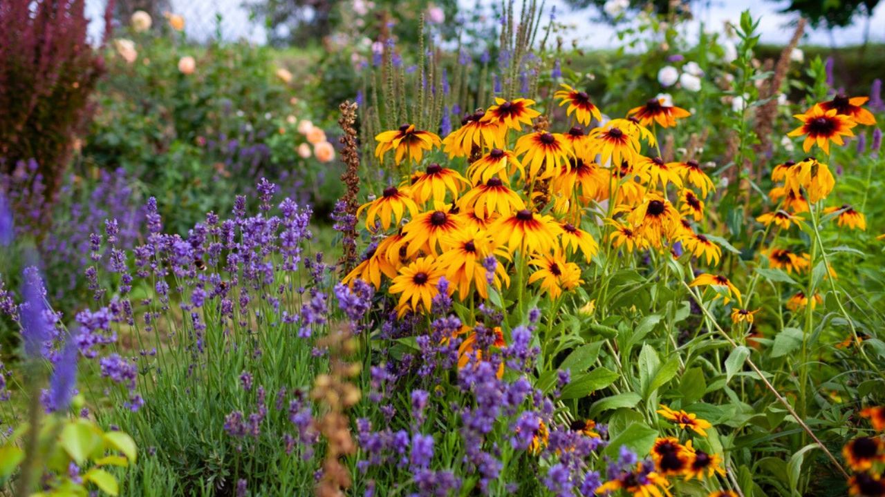Black Eyed Susan rudbeckia cone flowers blooming in summer garden by lavender and roses. Yellow blossom full of bees