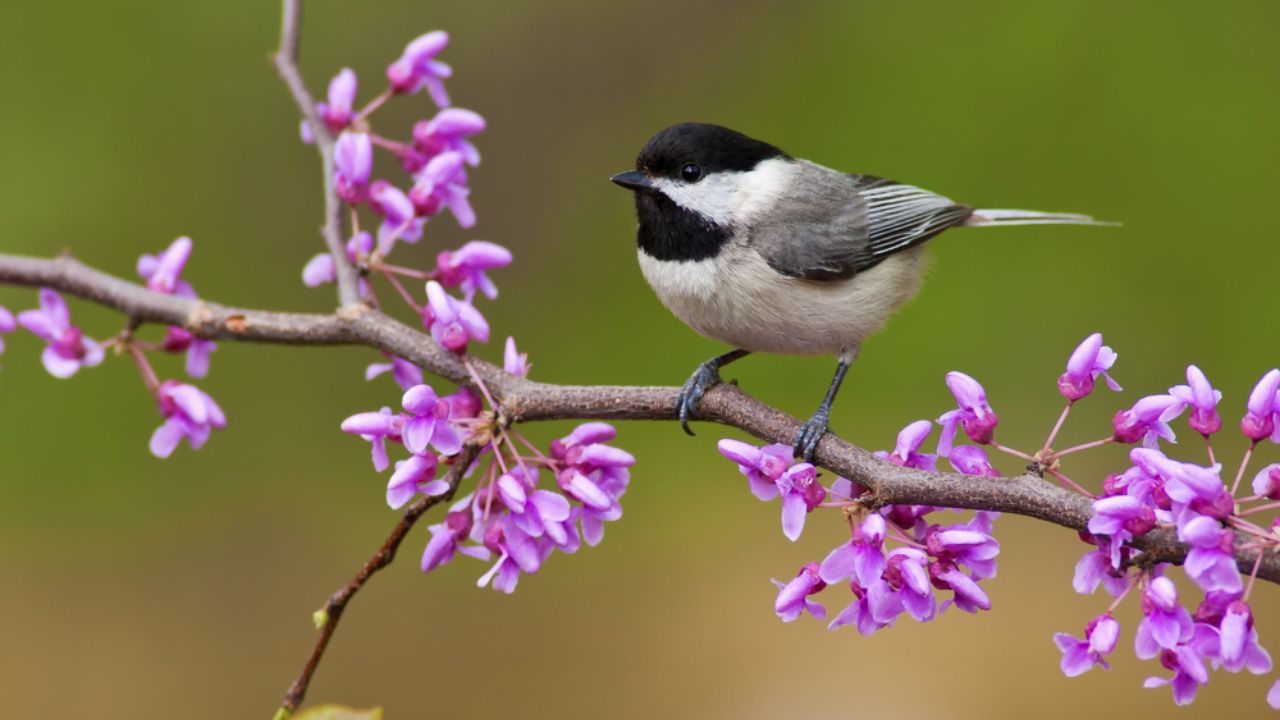 Black-capped Chickadee (Poecile atricapillus) perching on a Redbud Tree
