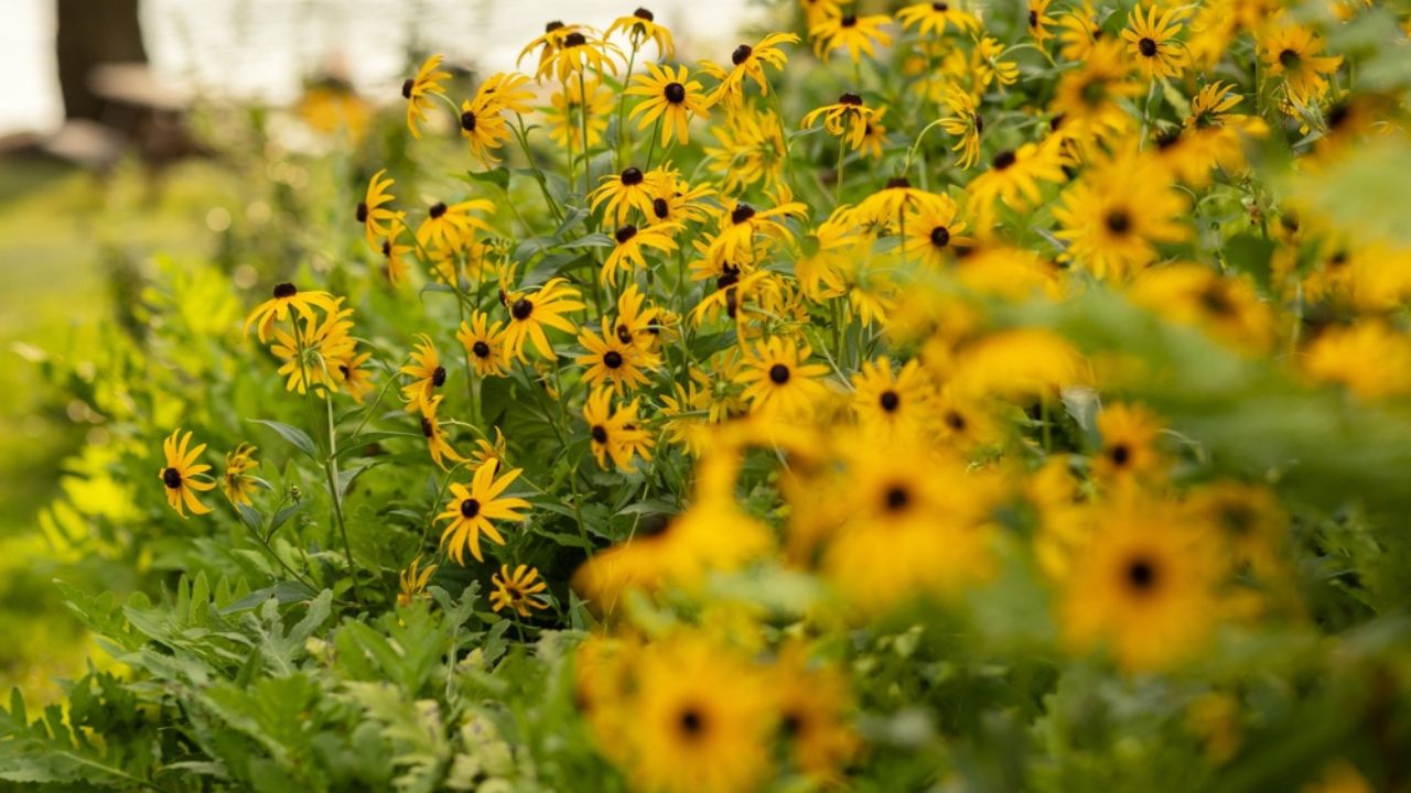 Black-eyed susan flowers in the summer