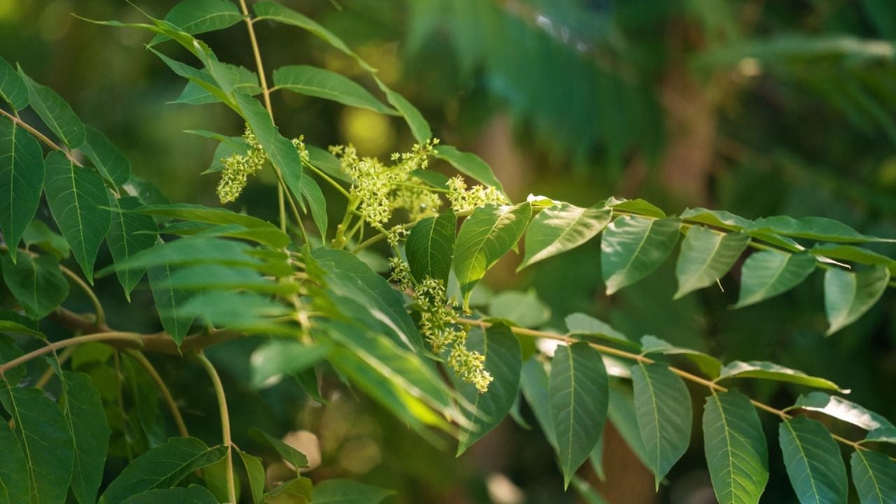 Bloom of tree of heaven. Ail&aacute;nthus alt&iacute;ssima, tree of heaven, ailanthus, varnish tree.