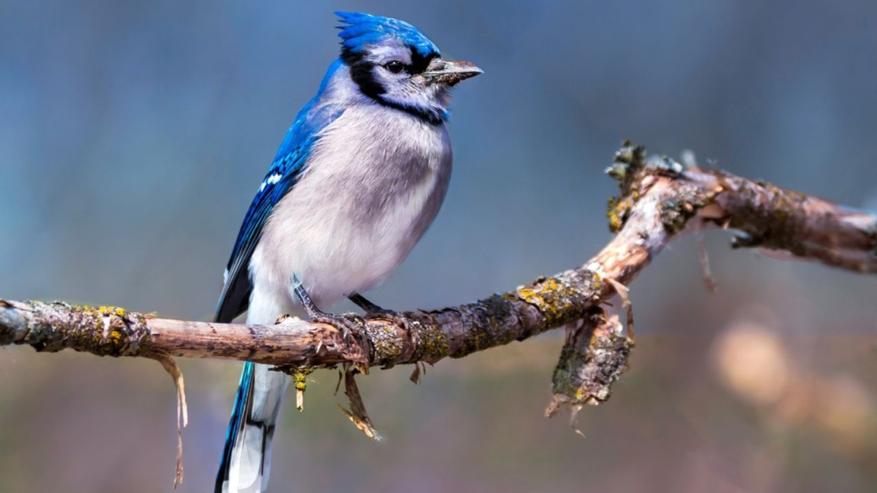 Blue Jay enjoying early afternoon in the local park