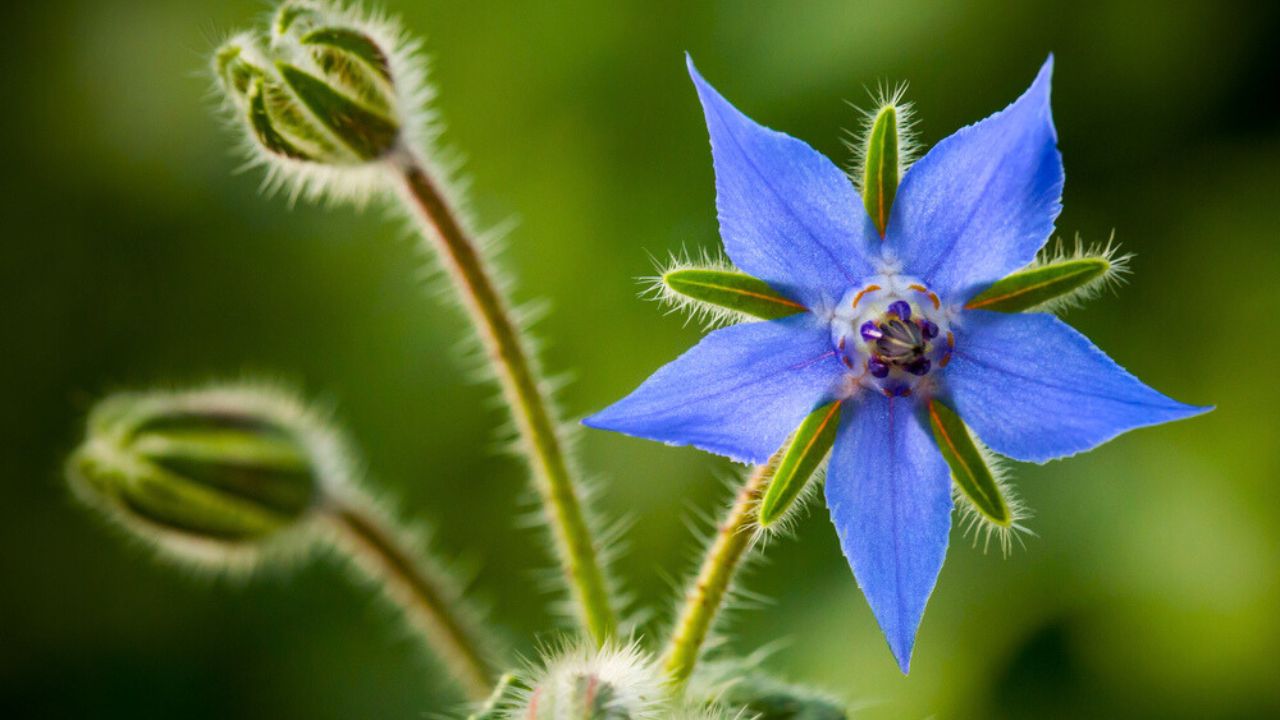 Borage flower