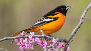 Bright orange Baltimore Oriole perched in pink blossoms