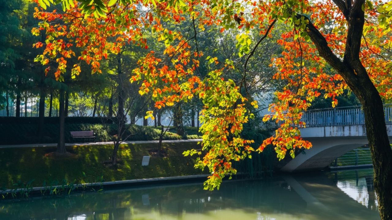 Chinese tallow trees will become colorful in autumn