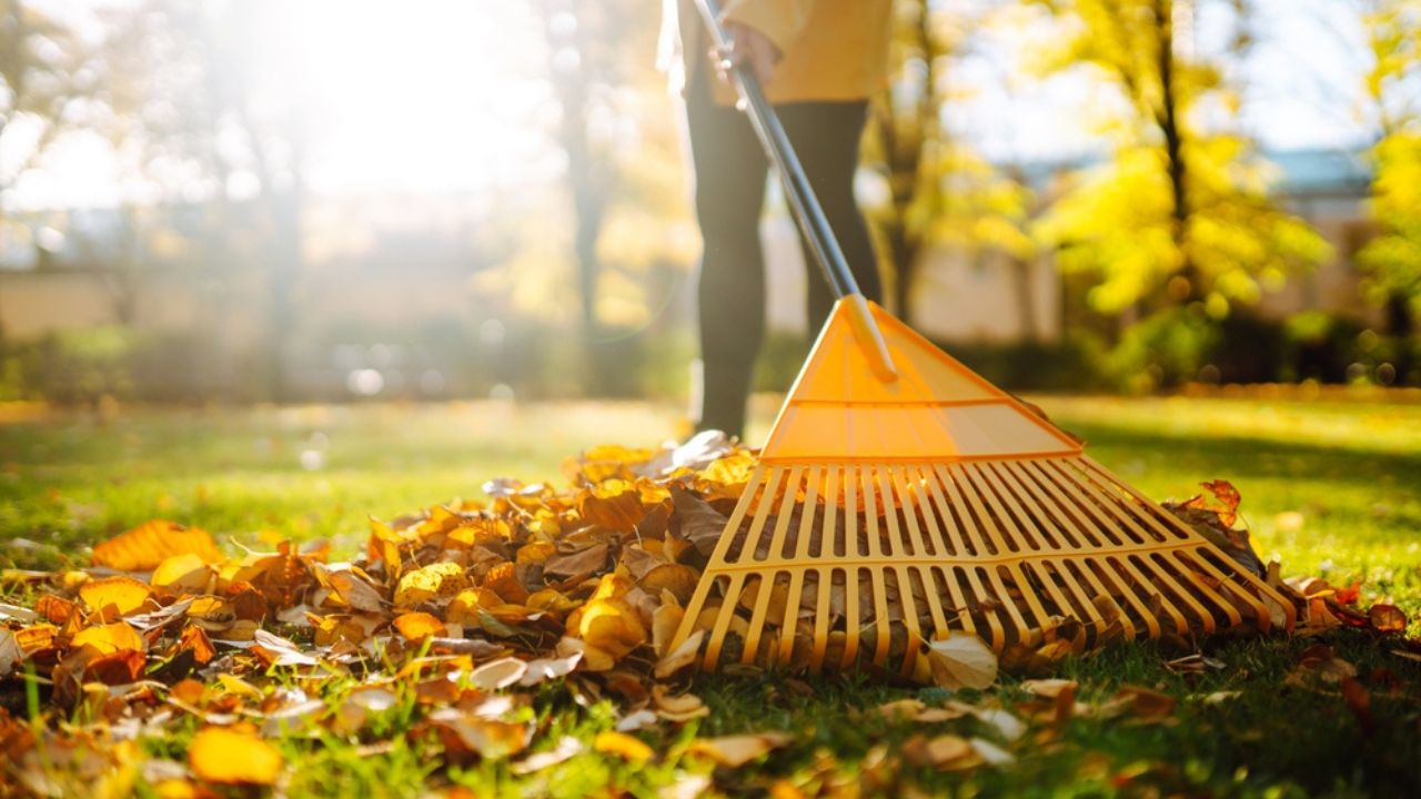 Cleaning up autumn fallen leaves. A pile of fallen leaves is collected with a rake on the lawn in the park. Concept of volunteering, cleaning, ecology.