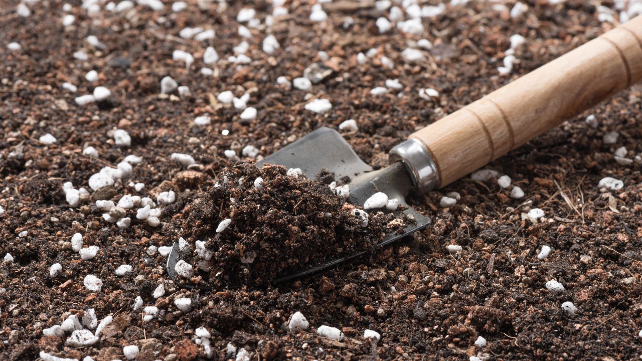Close up details of soil mixed for cactus and succulents. With Perlite