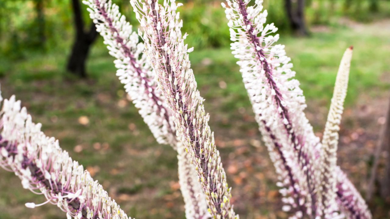 Close up image of actaea simplex atropurpurea