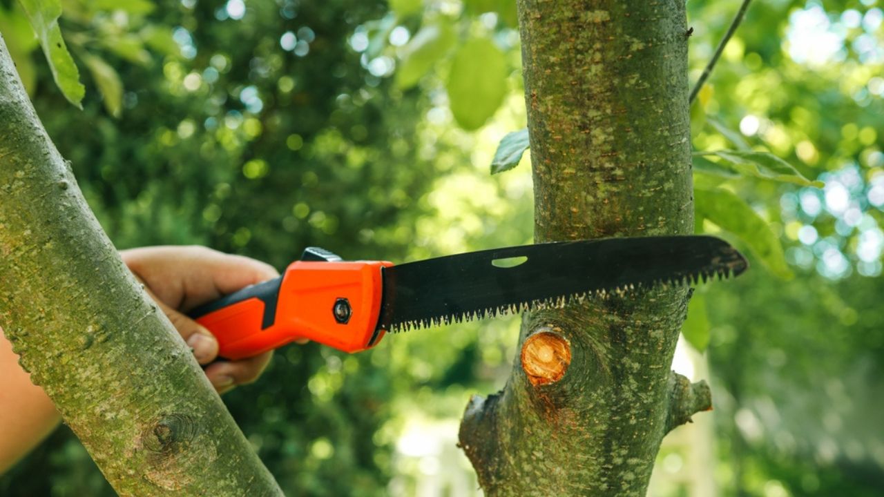 Close-up of a hand using a folding hand saw to cut a tree branch outdoors. Perfect for pruning, yard work, and garden maintenance projects.