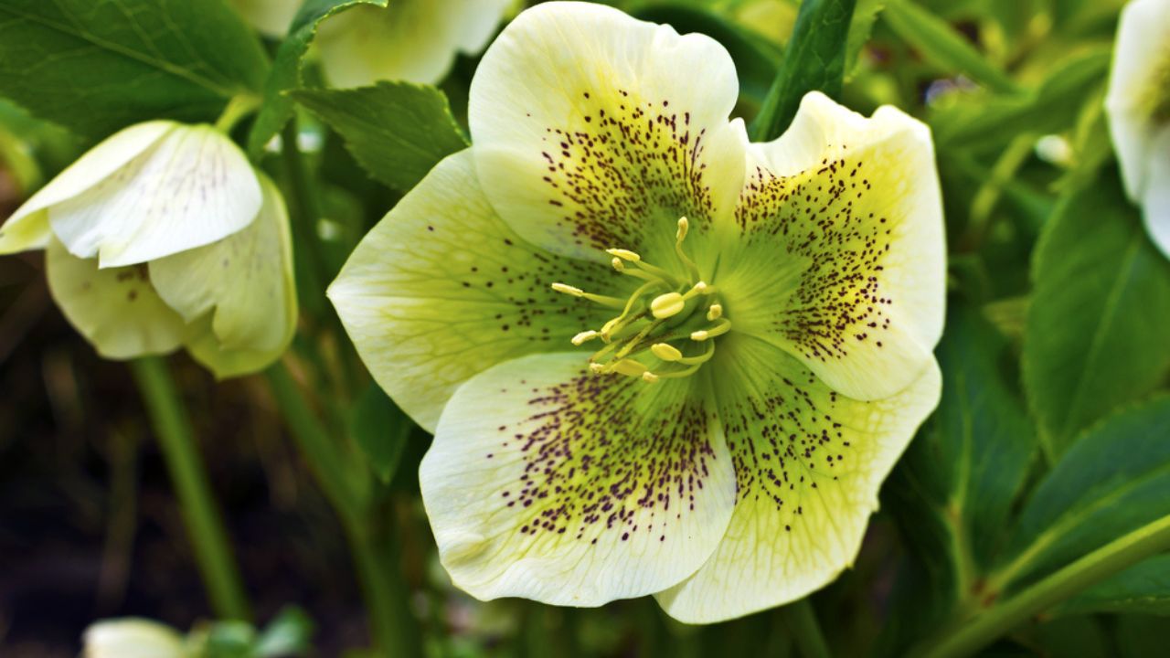 Close-up of a white hellebore (Helleborus hybridus) with purple spots in a garden.