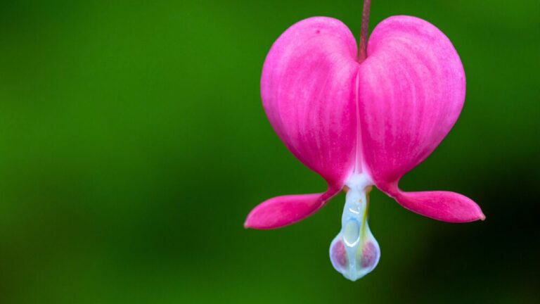 Close-up of single pink heart shaped bleeding heart flower with green blurred background