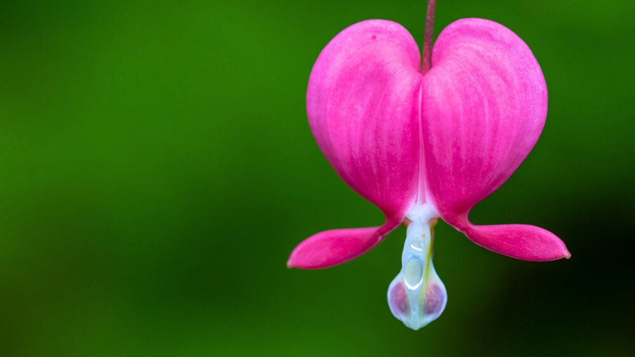 Close-up of single pink heart shaped bleeding heart flower with green blurred background