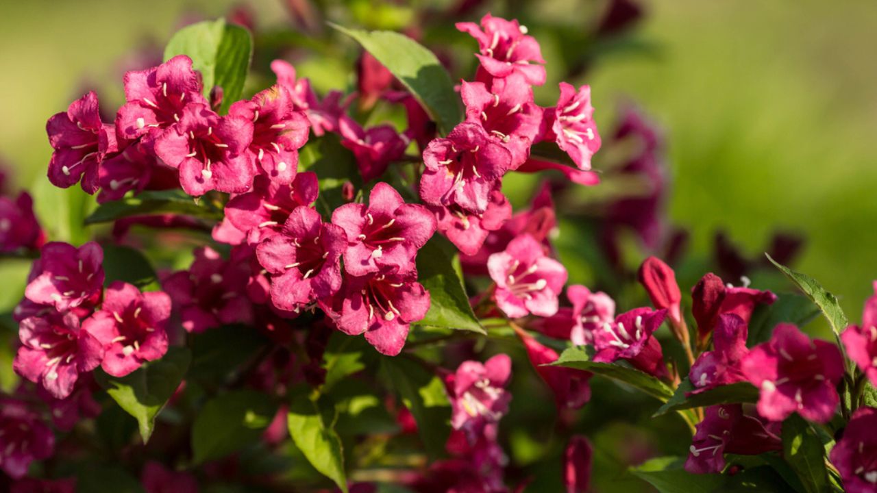 Close-up of weigela's pink flowers. Bright pink flowers of weigela in summer. Large flowers and buds on a green background. Copy the space for the text.