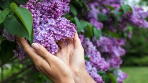 Closeup of woman's hands holding Lilac flowers. Hand spa massage manicure skin care therapy. Blossoming purple and violet lilac flowers. Spring season,