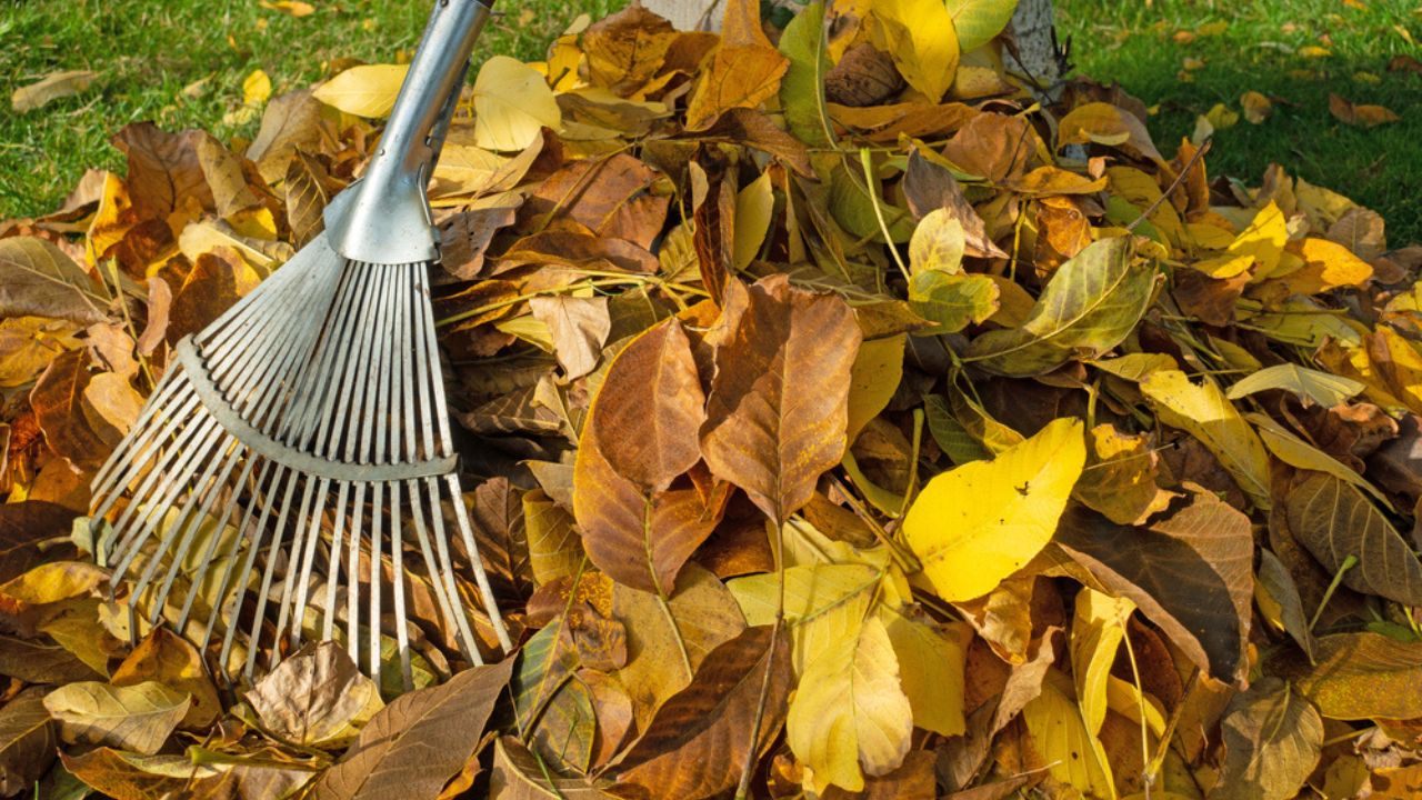 Colorful Autumn Leaves with Rake