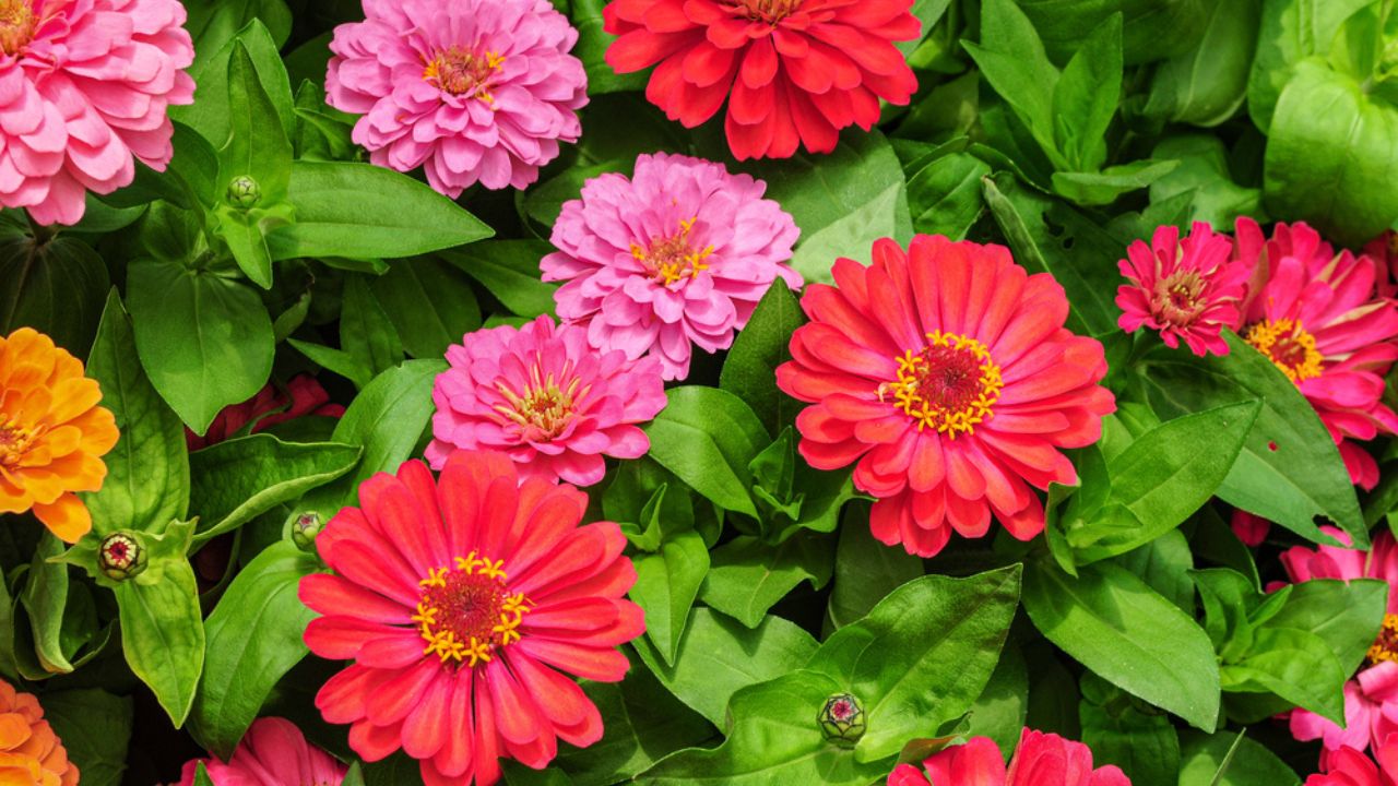 Colorful zinnia flowers in full bloom