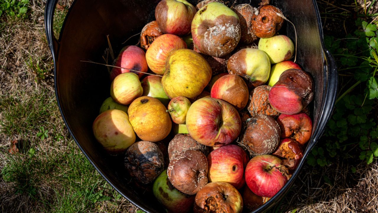Colorfull bunch of windfall apples in late autumn sunlight - garden gardening fallobst surplus overripe rotten organic bio food seas