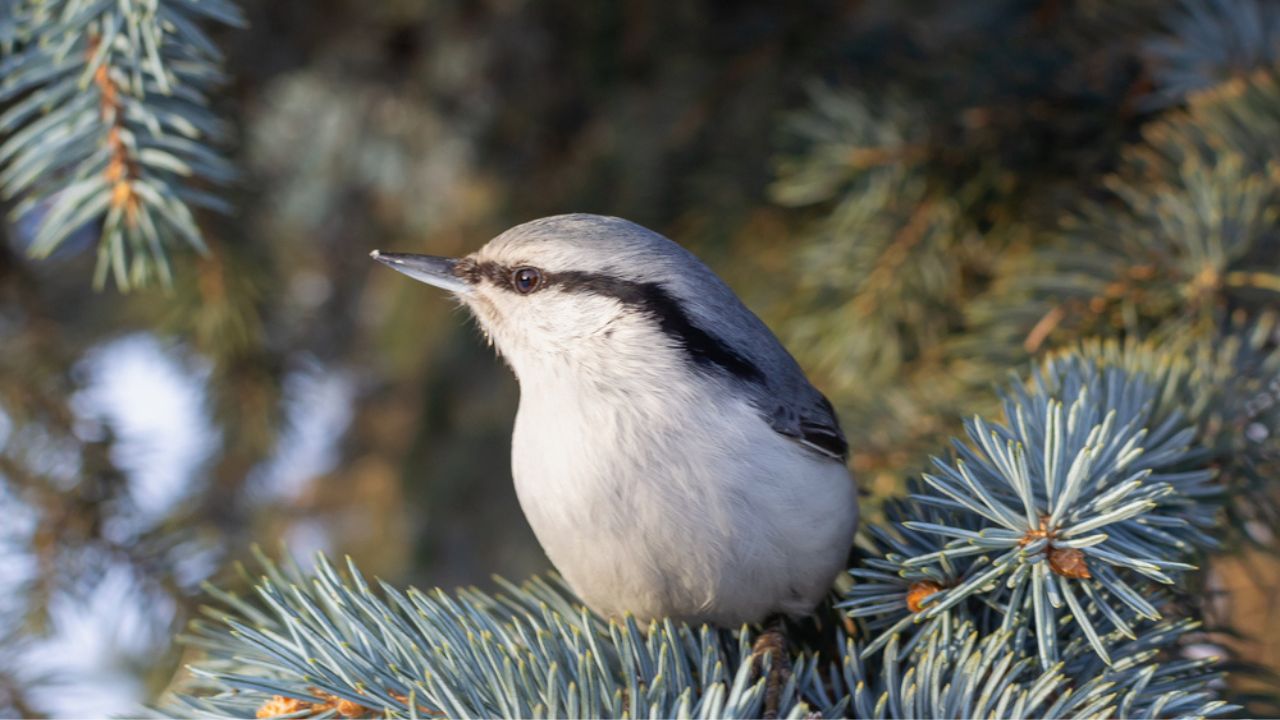 Common nuthatch or wood nuthatch, lat. Sitta europaea sitting on the tree