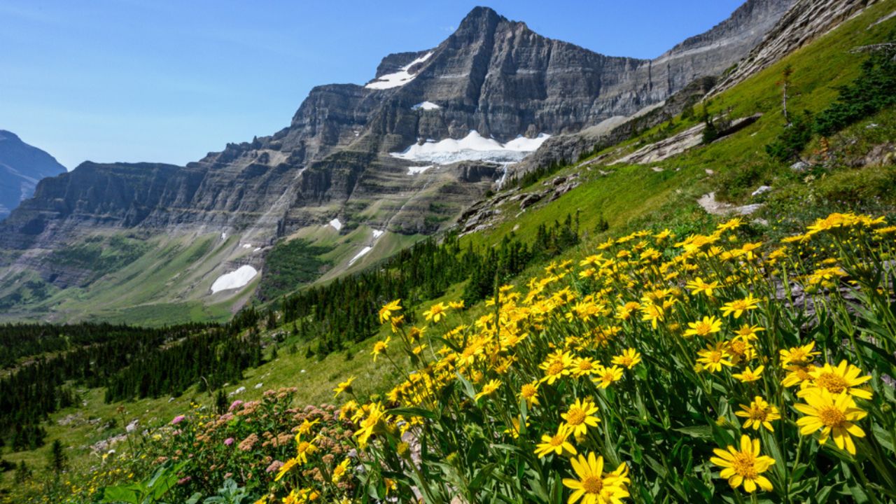 Daisies Grow On Mountain Side high in the Montana mountain wilderness