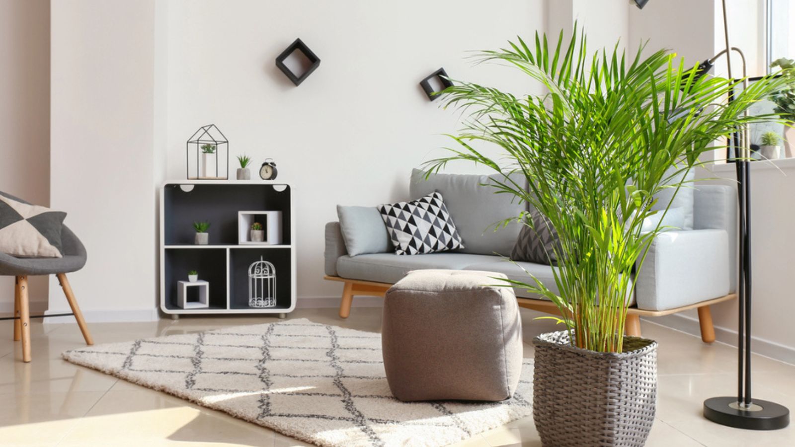 Decorative Areca palm in interior of room