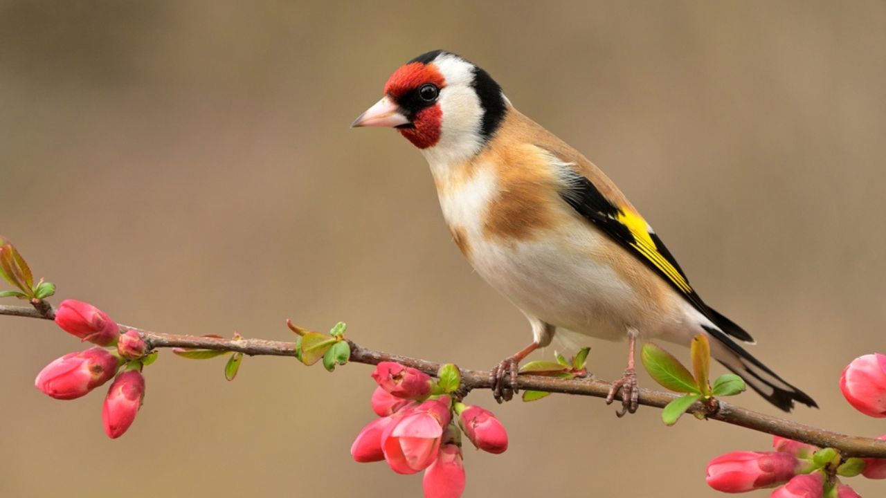 European goldfinch Carduelis carduelis bird songbird wildlife nature predator cock o the north, beautiful animal mountain finch, animal.