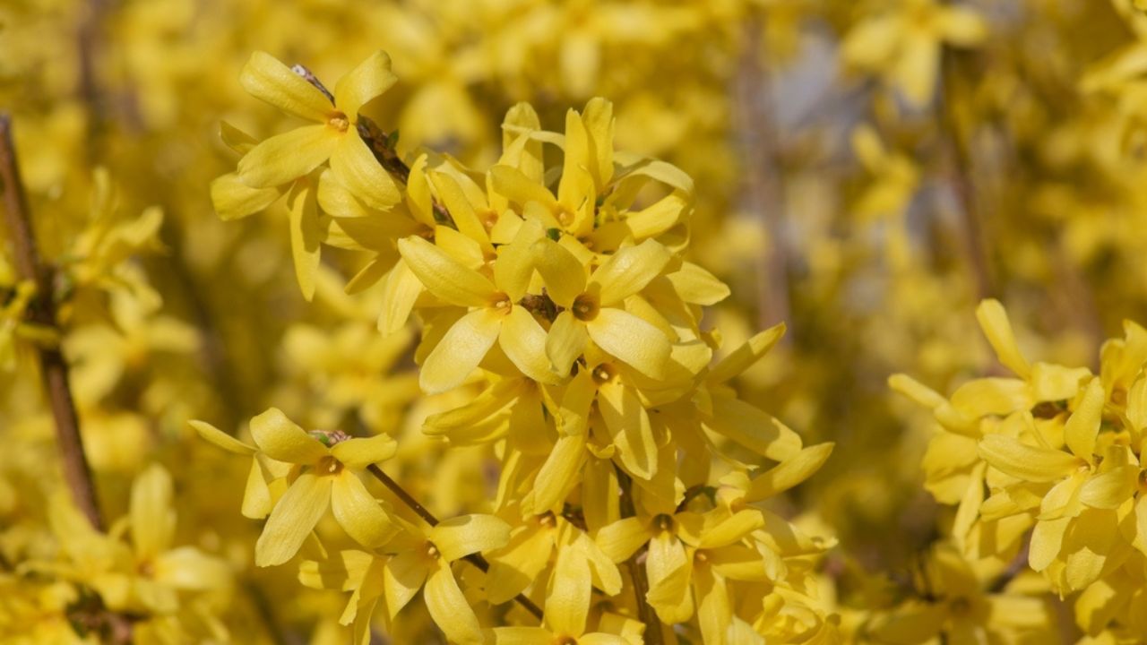 Forsythia intermedia border bush yellow flowering plant, ornamental flowers in bloom, beautiful springtime shrub full of flowers