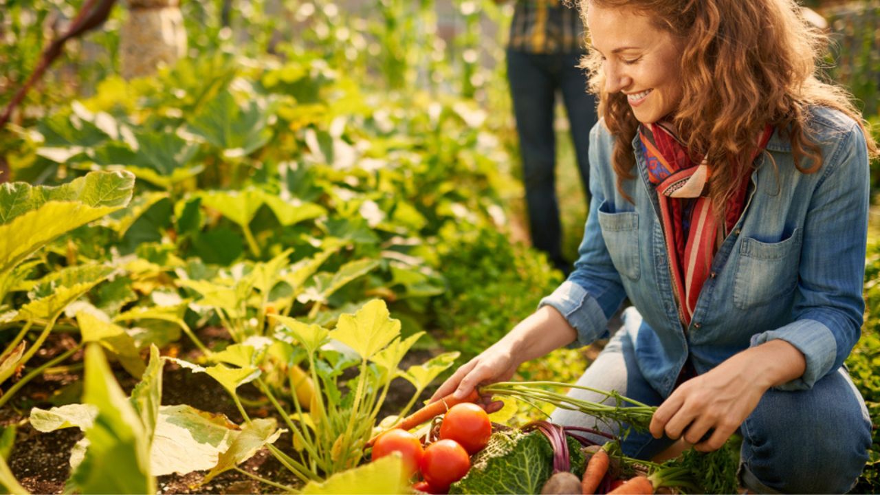 Friendly team harvesting fresh vegetables from the rooftop greenhouse garden and planning harvest season on a digital tablet Friendly team harvesting fresh vegetables from the rooftop greenhouse garden and planning harvest season on a digital tablet