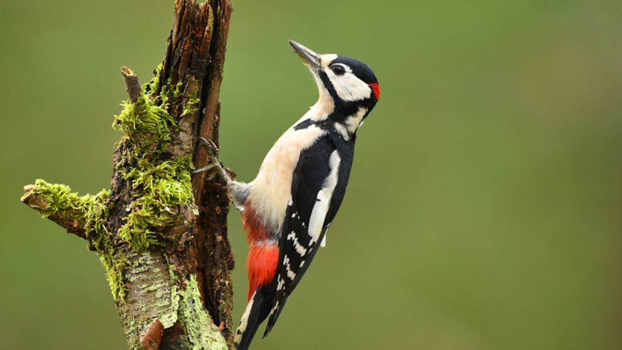 Great Spotted Woodpecker (Dendrocopos major)