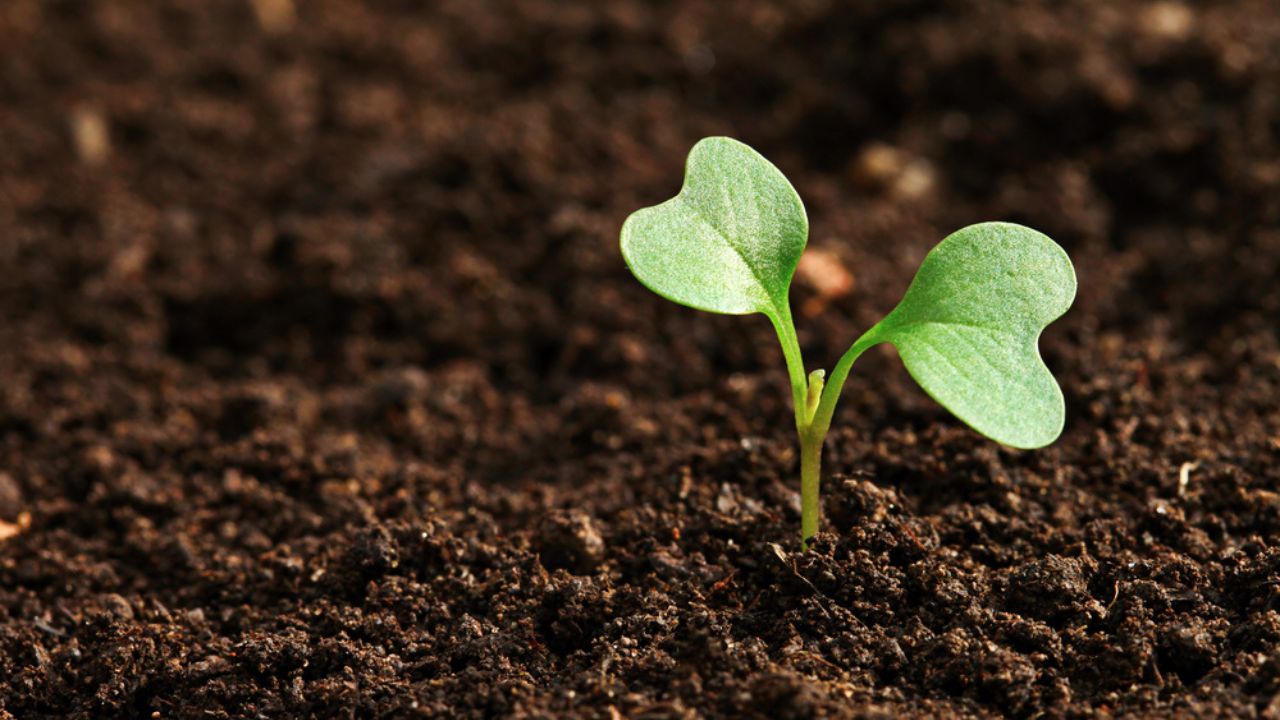 Green sprout growing from seed in organic soil