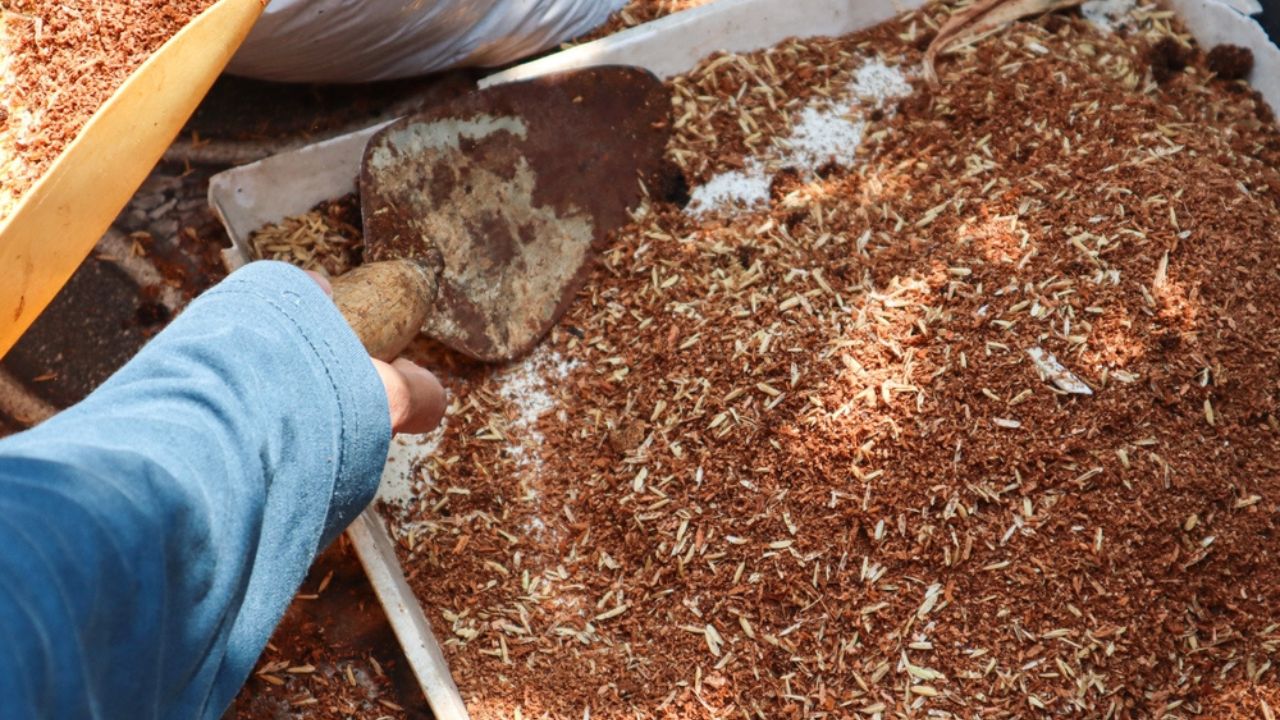 Hand holding a shovel with soil fertilizer peat moss or coco peat in a gray tray for preparing for planting or mixing fertilizer.