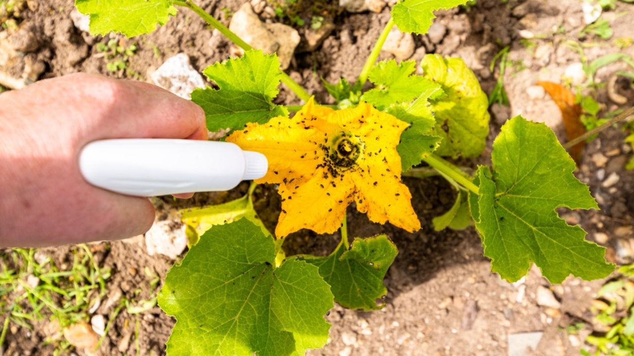 Hand using spray on zucchini yellow flower plant infected by many black aphids. Using no pesticide, made with water, green soap and vinegar.