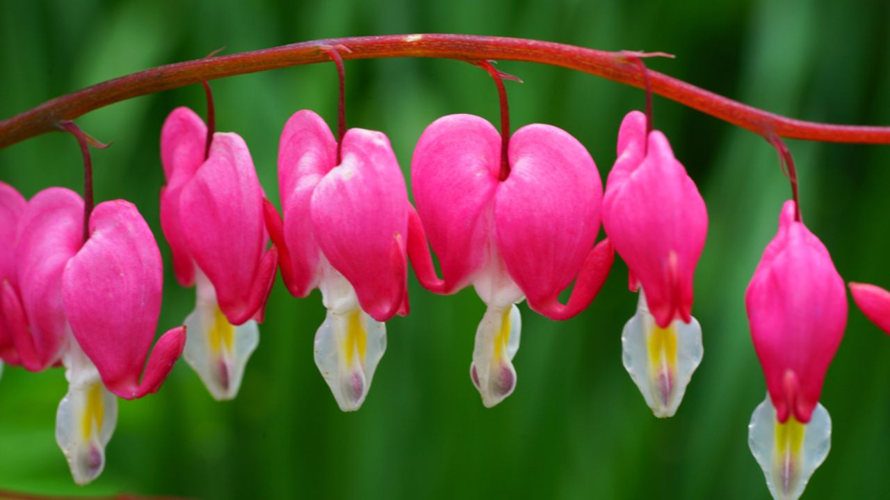 Heart-shaped pink and white flowers of dicentra spectabilis bleeding heart