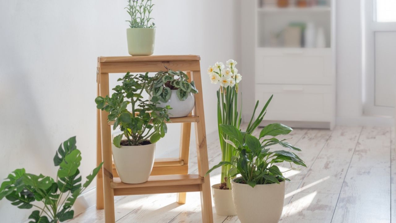 House plants on wooden ladder indoor