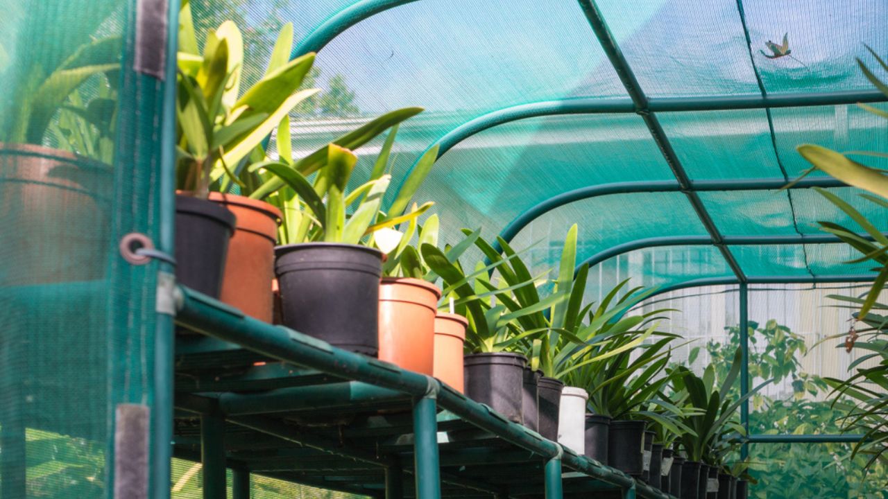Looking up at pot plant containers of Clivia miniata or bush lily plants on a shelf under a shade cloth structure outdoors in a garden in Cape Town, South Africa